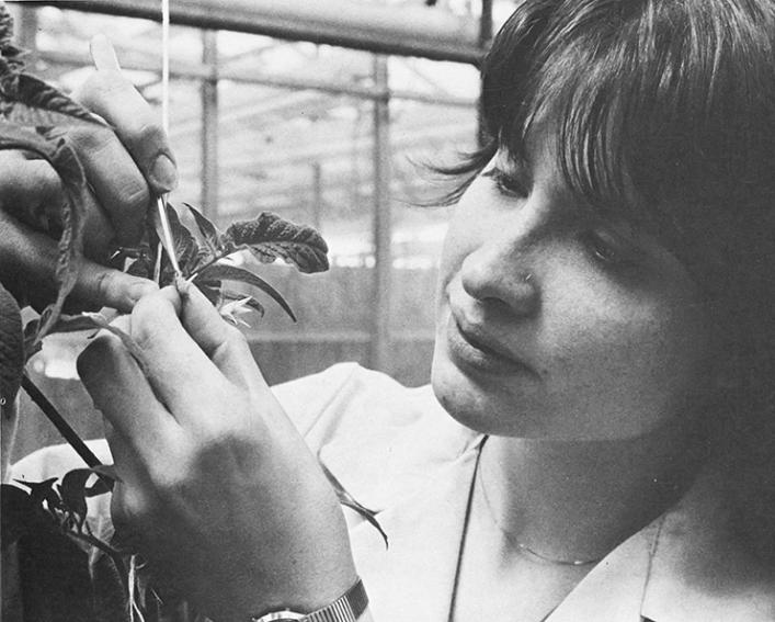 Young woman inspects a tomato plant in a greenhouse