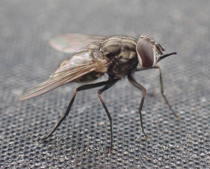 a fly