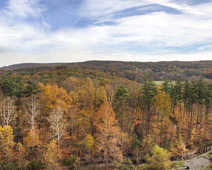 image of fall trees and blue skies