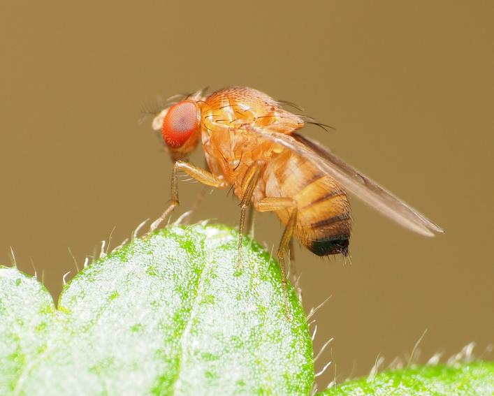 fly on a plant