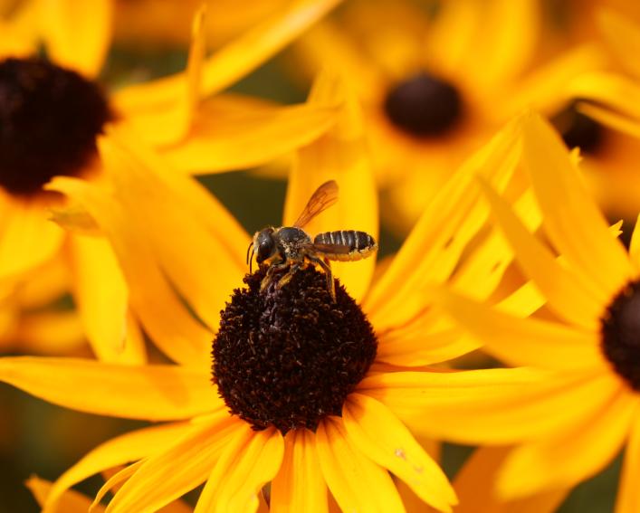 Leafcutter Bee on Blackeyed Susan