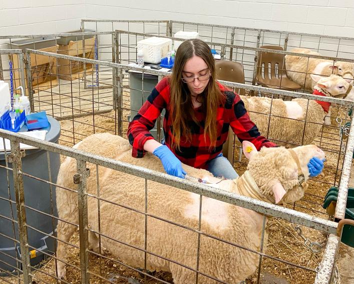 Sydney Sill drawing blood from sheep