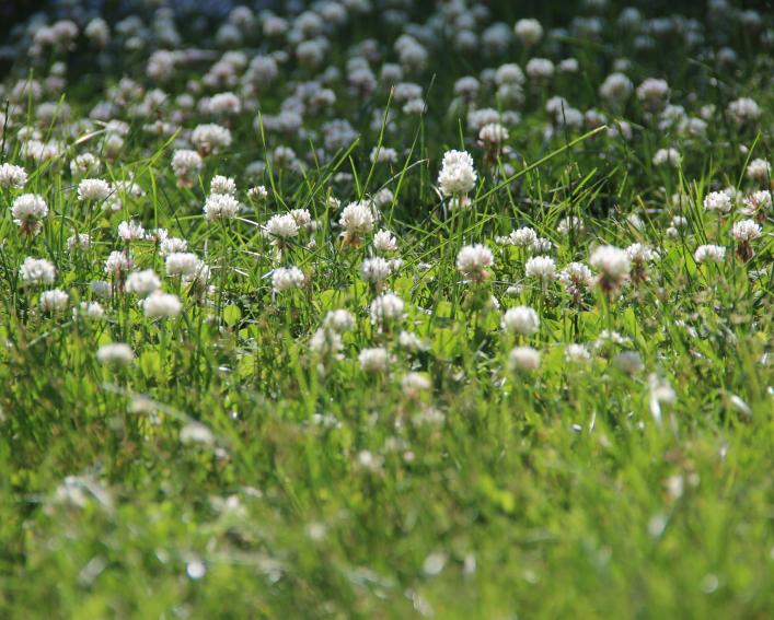 plants with white flowers growing in grass lawn