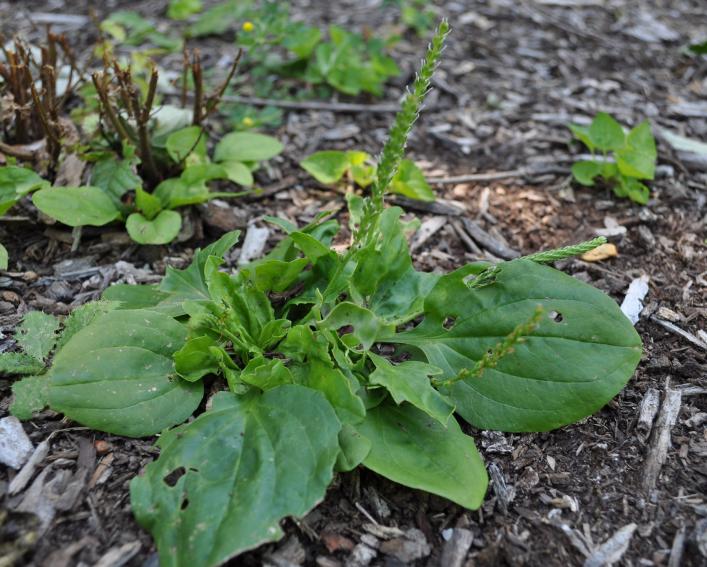 plants with wide leaves and long spikes of small flowers