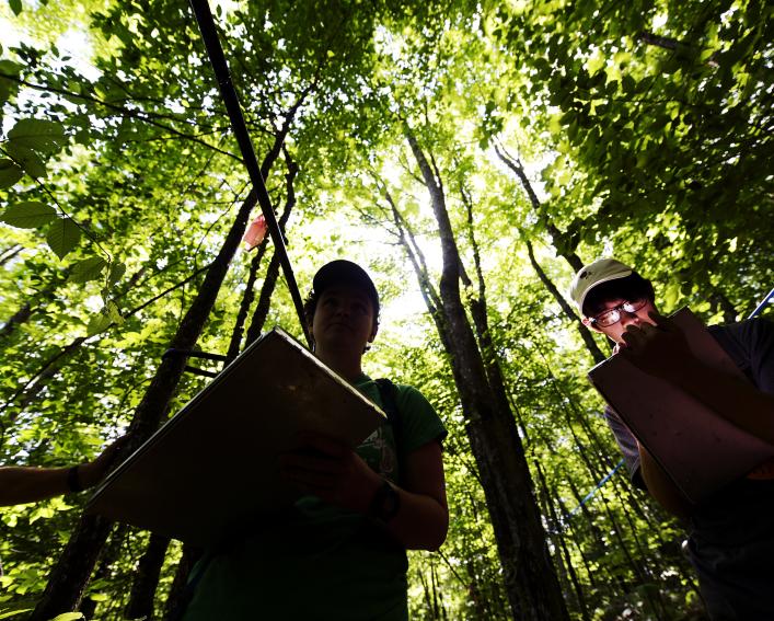 students working in the woods
