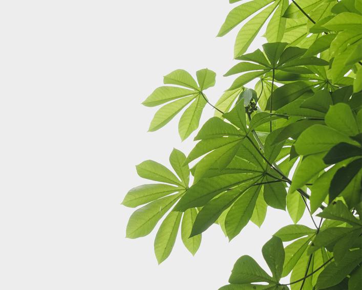 Cassava