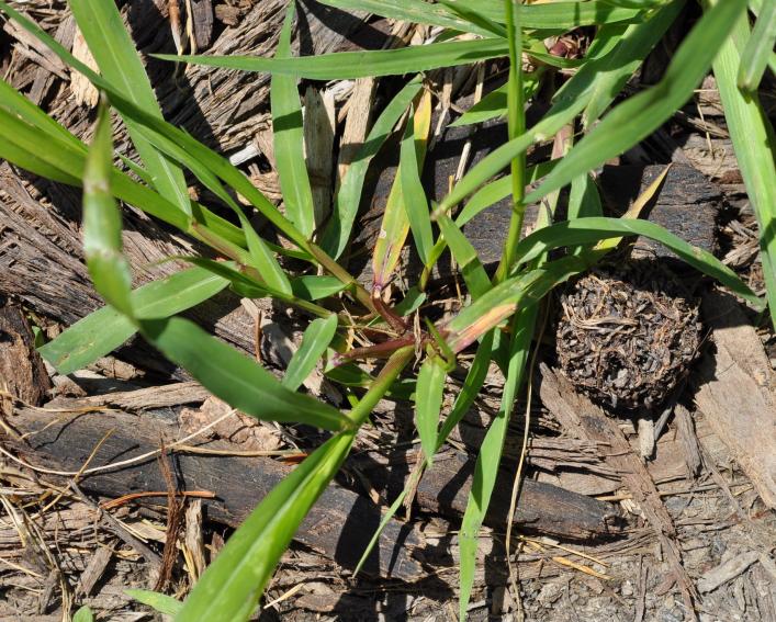 grass-like plants