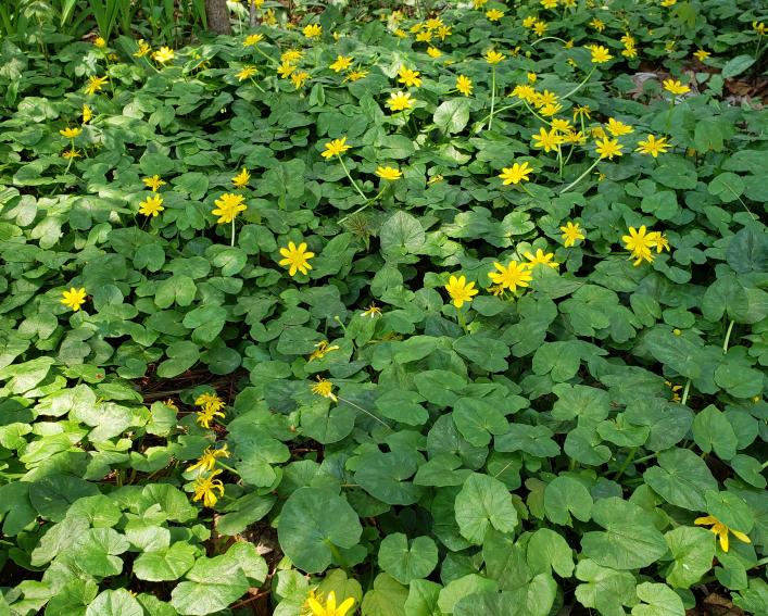 plants with heart-shaped leaves and yellow flowers