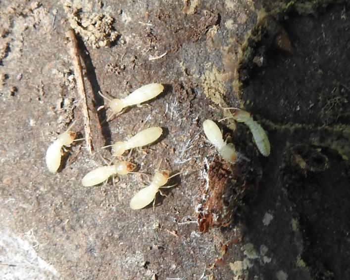 many white insects on the ground