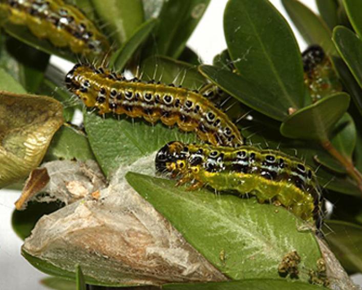 green and black caterpillars