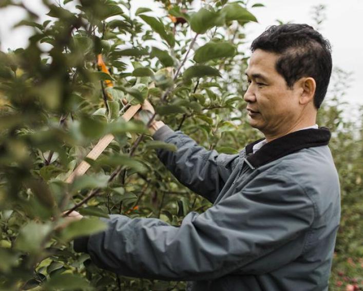 A man in a gray jacket examines apple trees