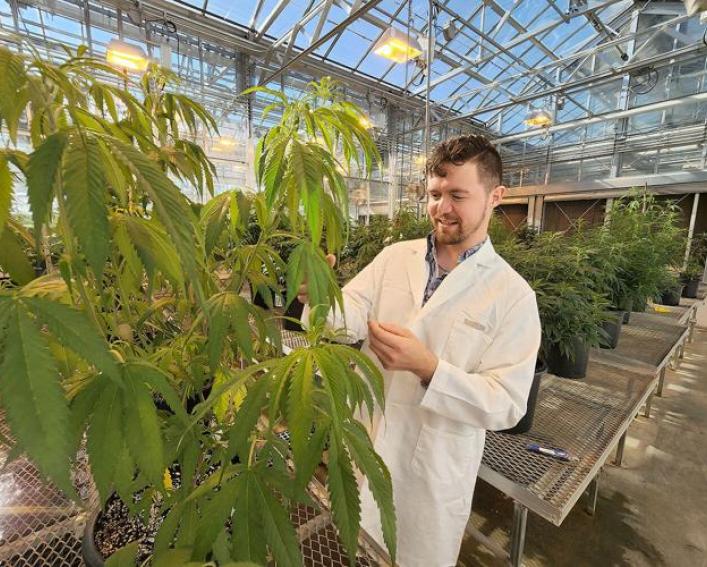 A man in a lab coat inspects hemp plants in a greenhouse