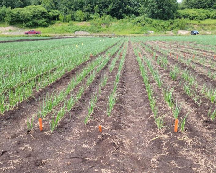 a field of onions with markers