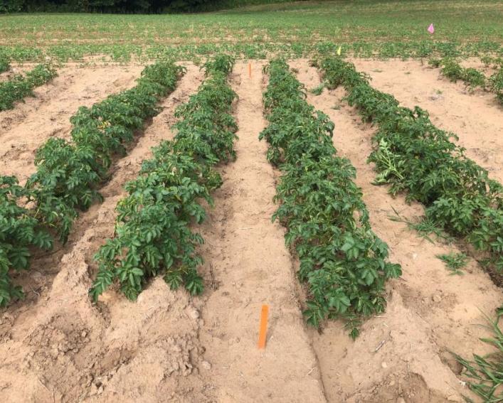 rows of potato plants