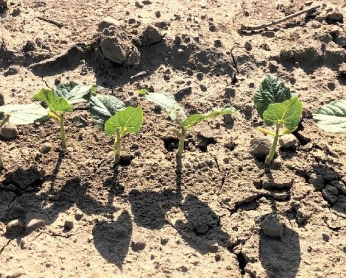 a row of been seedlings