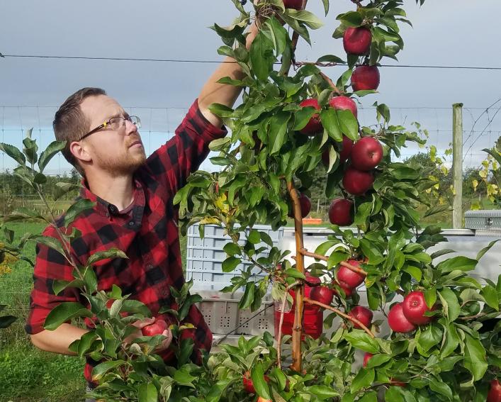 David Strickland examines apples in a research orchard.