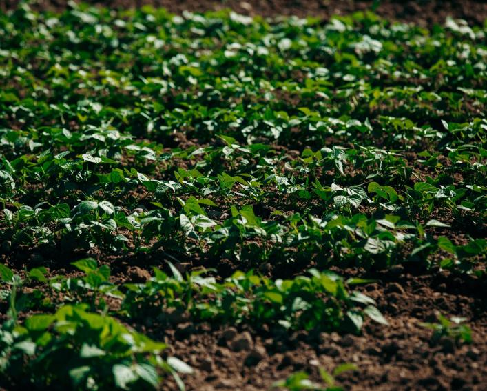 A green field of beans