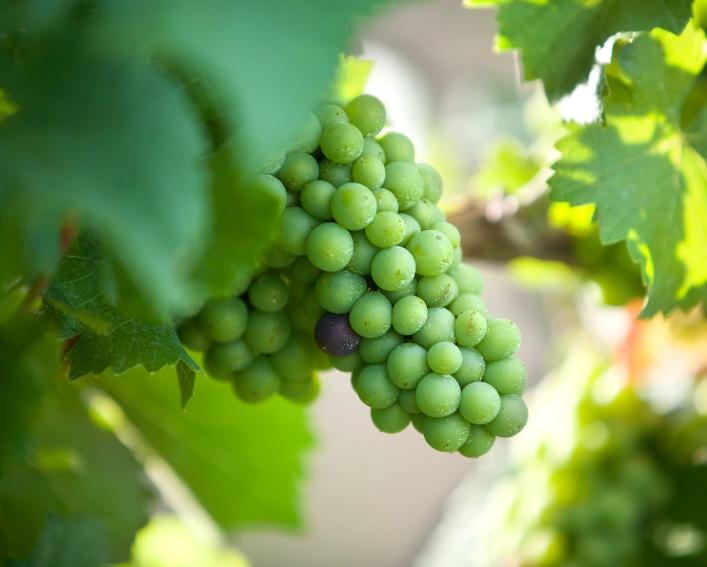 Green grapes on the vines