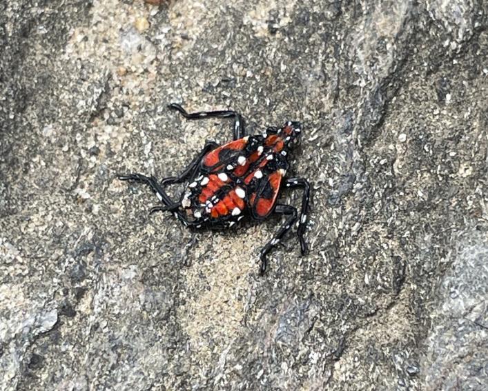 squished red black and white bug