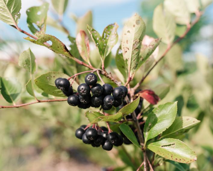 A cluster of dark aronia berries on a branch surrounded by light green leaves.