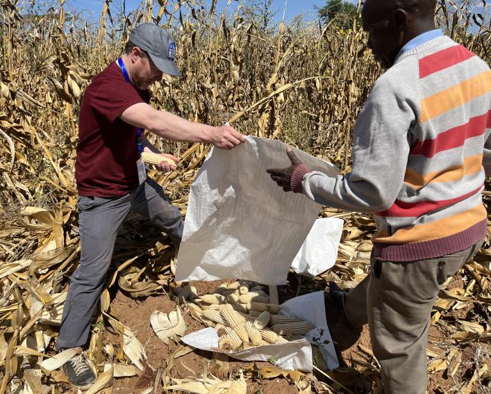Two men look at maize crop