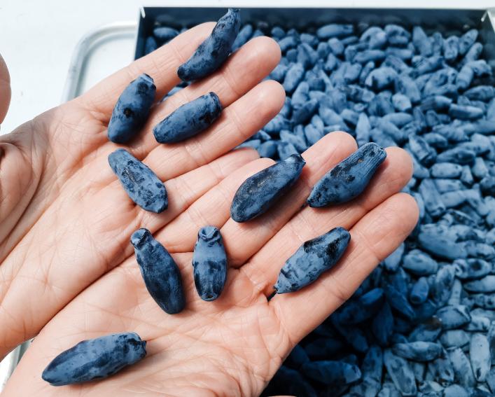 Two hands hold ten dark blue honeyberries