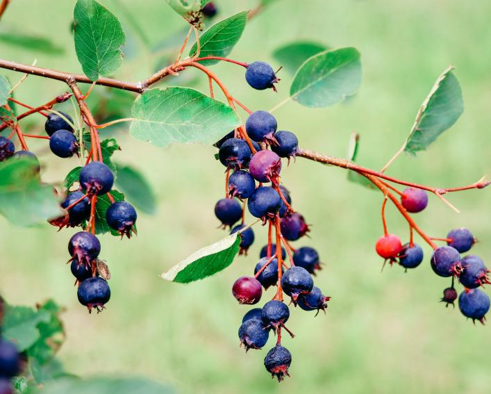A cluster of dark purple and red juneberries on a branch.