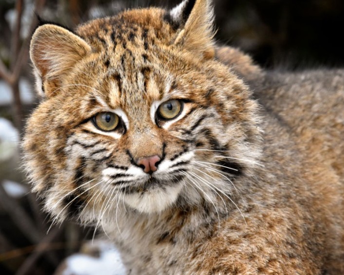A bobcats face with the forest behind it.