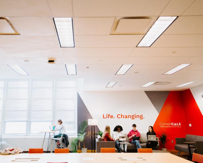 Students study in the CALS Zone
