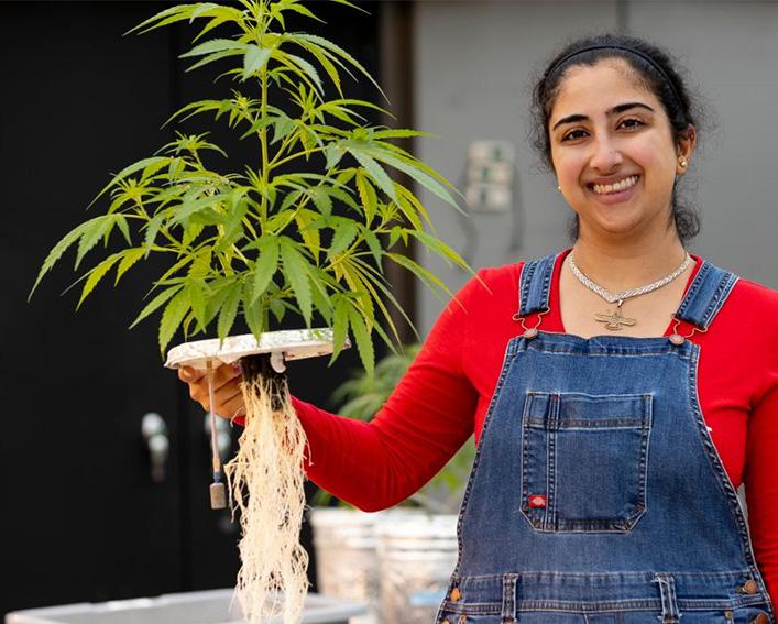 homa with hemp