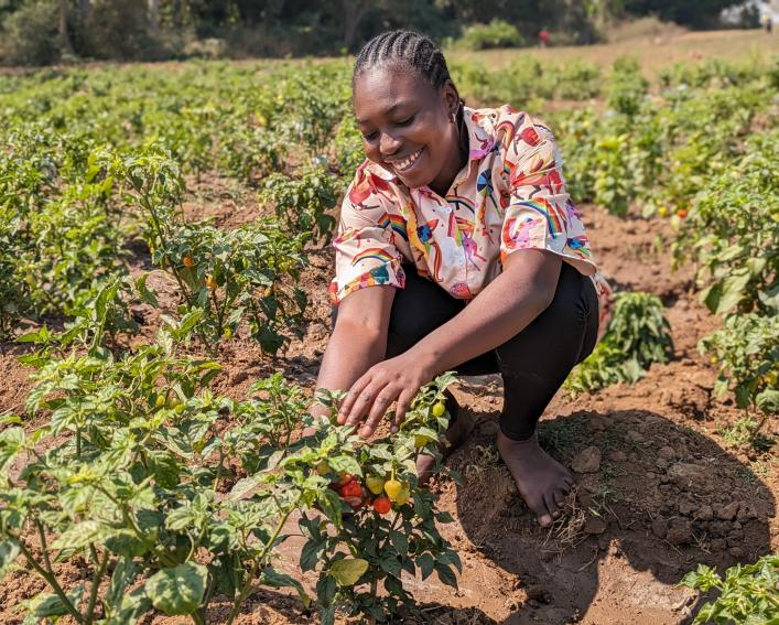 Woman tends to a strawberry field in Nigeria