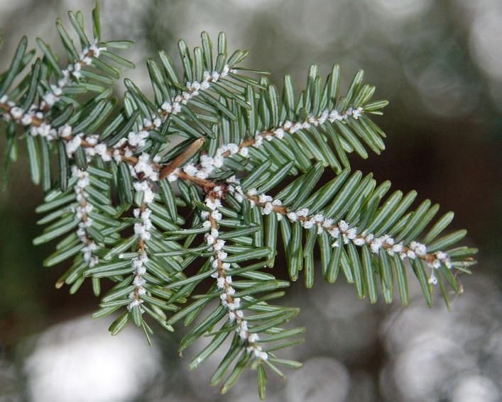 Hemlock branch with white tufts