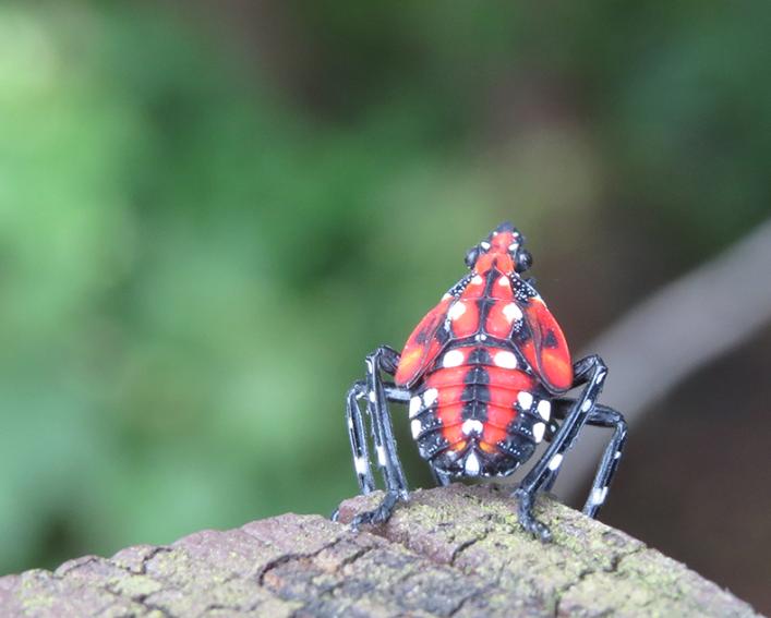 The red, black, and white nymph of a spotted lanternfly