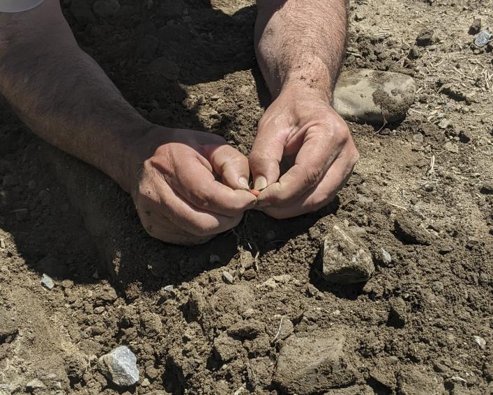 hands on the soil holding a corn seed