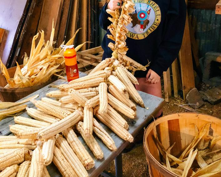 About thirty shucked ears of white corn are braided together into one bundle, and lay spread out on a table.