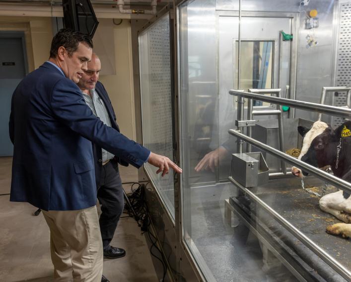 two men look at a cow in a methane monitoring chamber