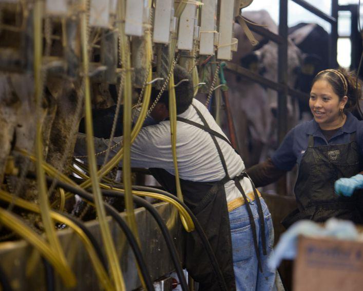 Employees milking cows in a parlor