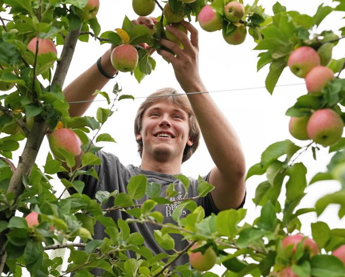 A student is picking apples
