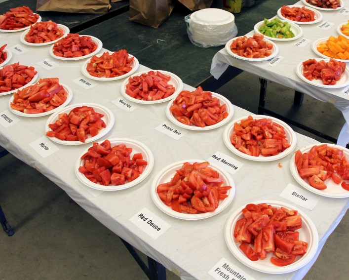 A variety of tomatoes for sampling