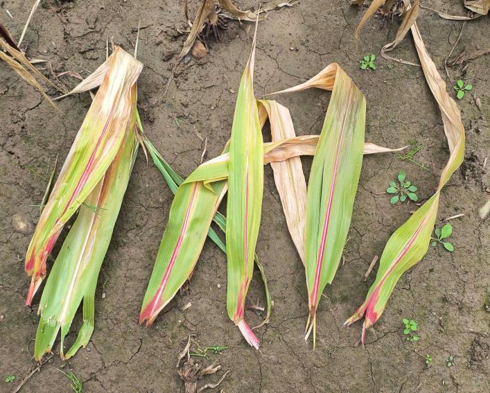 Red leaf midribs with chlorotic leaf striping of corn leaves
