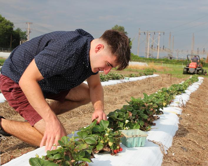 A person looking at a row of strawberry plants