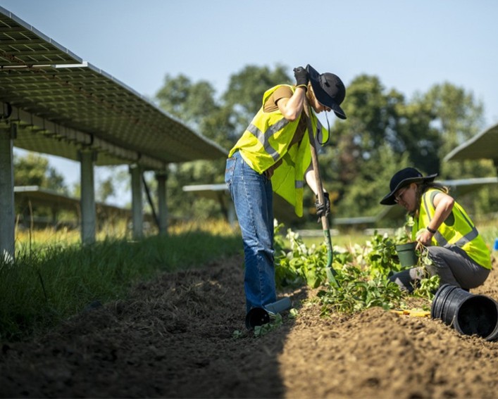 planting between solar panels