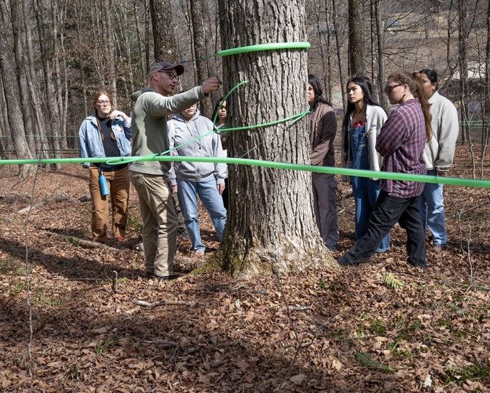 A group of students are standing around a maple tree with tab lines