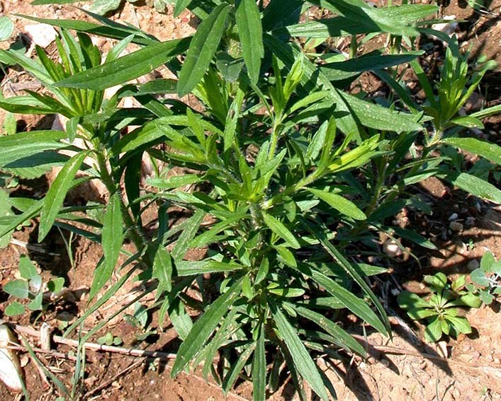 horseweed plant
