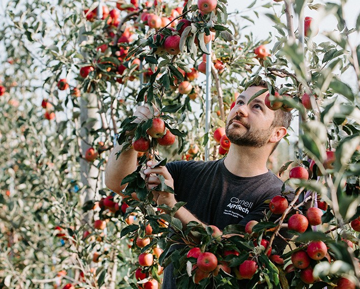 jason londo in apples