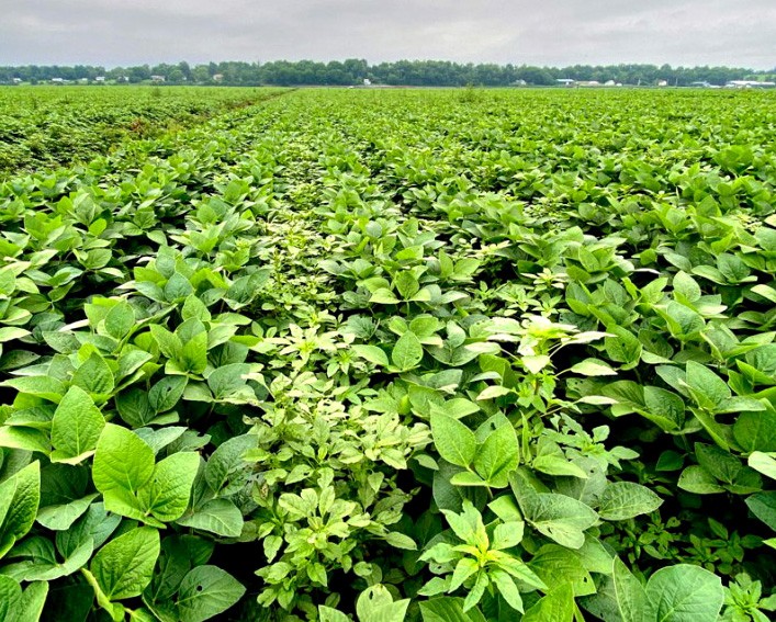 soybean field infested with palmer amaranth