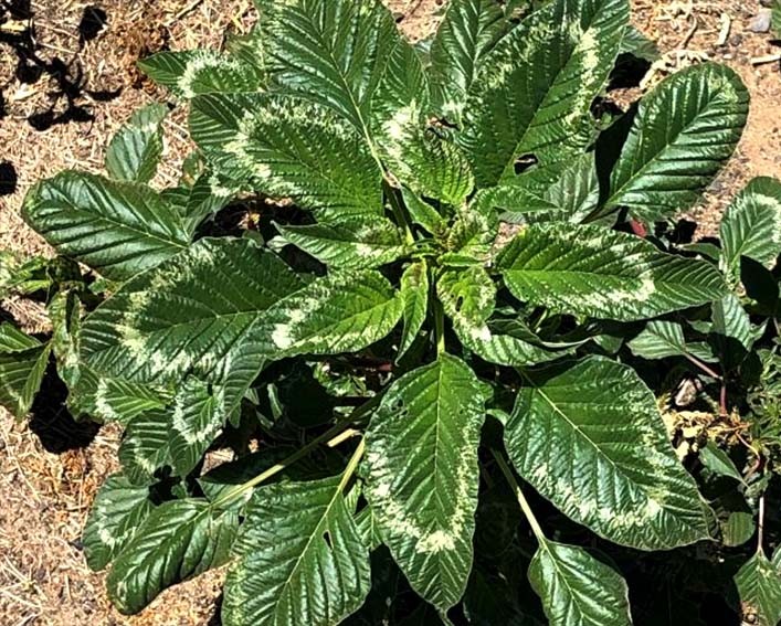 palmer amaranth