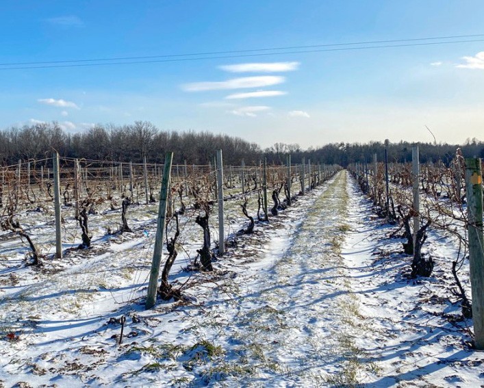 snow covered vineyard