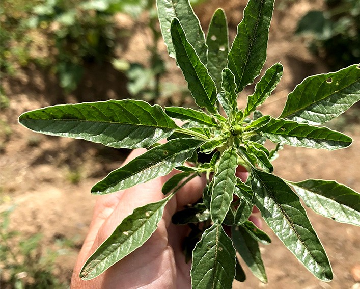 waterhemp foliage