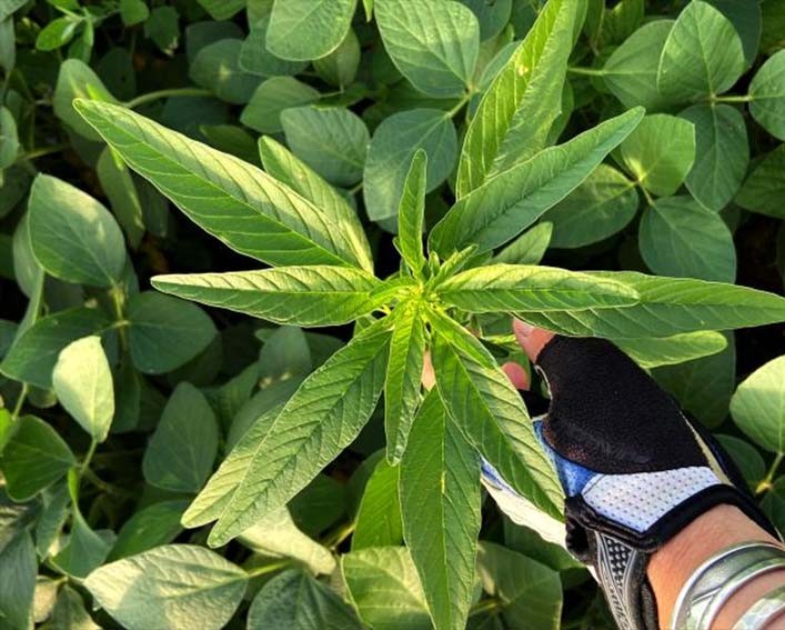 waterhemp seedling